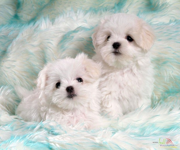 furkidsmacysadoptionevent two small white dogs